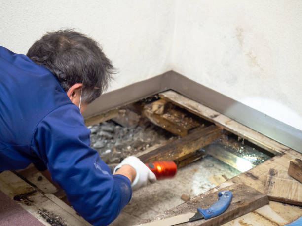 Best Toxic Mold Removal  in Lincolnton, GA