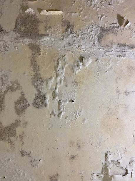 Professional Mold Removal in Lincolnton, GA