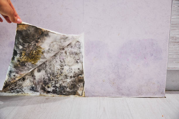 Best Local Mold Removal Service  in Lincolnton, GA